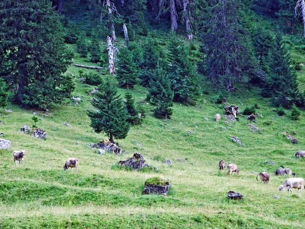 Cows Pastures Slopes Alpstein Mountain Range Cantons Gallen Appenzell Switzerland — Stock Photo, Image