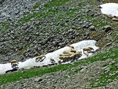 Koyunları Alpstein dağ aralığının Alpine mera üzerinde aramak ferahlık yaz güneş - Canton St. Gallen, İsviçre