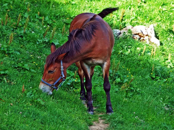 Alpstein ザンクト ガレン州 アッペンツェル スイスの斜面の牧草地の馬 — ストック写真