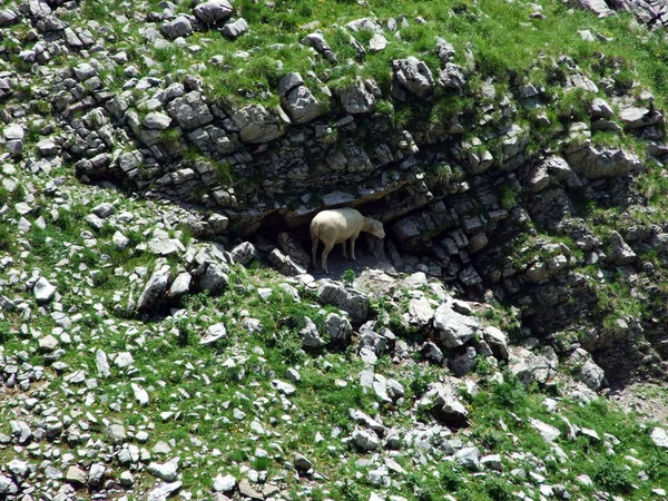 Alpstein 山脈の高山牧草地に羊を求める夏太陽 ザンクト ガレンのカントン スイス連邦共和国からの回復 — ストック写真