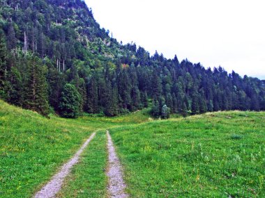 Alpine mera ve çayırlar Alpstein dağ yamaçlarında nehir düşündüklerini Vadisi'nde - St. Gallen Kanton ve Appenzell Innerrhoden, İsviçre