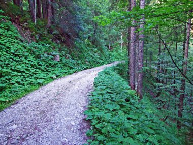 Ağaçlar ve karışık ormanlar pistlerinin Alpstein dağ ve nehir düşündüklerini Vadisi - Canton St. Gallen, İsviçre