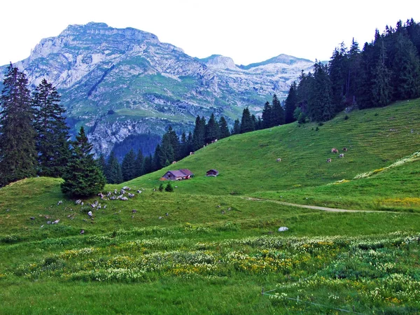 高山の牧草地と川木谷 ザンクト ガレン州 アッペンツェル Innerrhoden スイス Alpstein 山脈の斜面の牧草地 — ストック写真