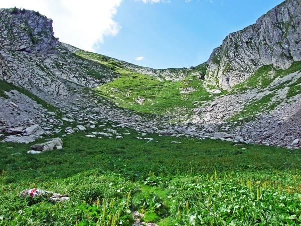 高山の牧草地と川木谷 ザンクト ガレン州 アッペンツェル Innerrhoden スイス Alpstein 山脈の斜面の牧草地 — ストック写真