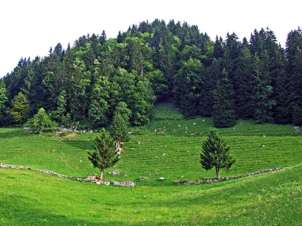 Drzewa Lasy Mieszane Stoki Alpstein Pasmo Górskie Rzeki Thur Dolina — Zdjęcie stockowe
