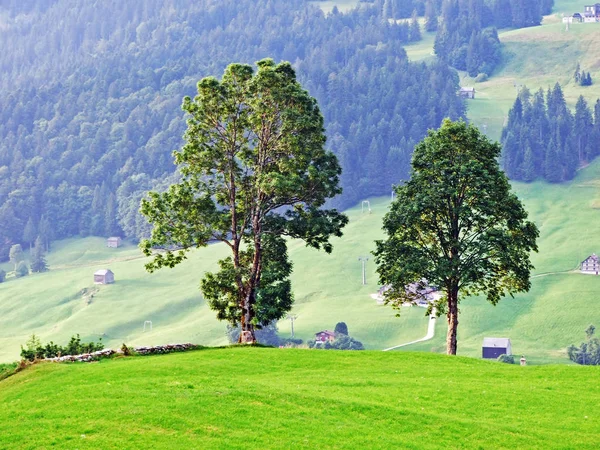 나무와 Alpstein의와 구획의 세인트 스위스에서의 혼합된 — 스톡 사진