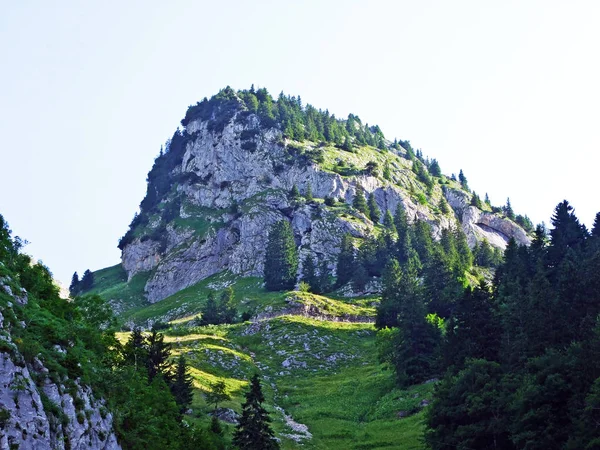 Дерева Вічнозеленими Лісами Схилах Гірського Хребта Alpstein Thur Долина Річки — стокове фото