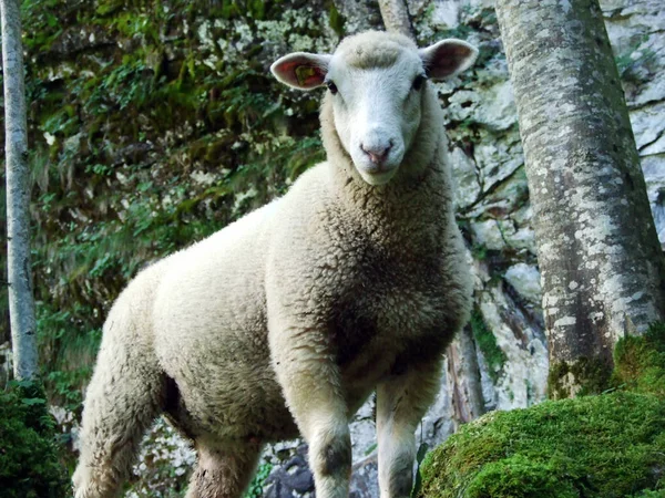 Juhok Furcsa Kinézet Alpesi Erdőben Uri Canton Svájc — Stock Fotó