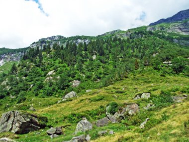 Maderanertal Alpine vadisindeki ağaçlar ve karışık ormanlar-Uri Kantonu, Isviçre