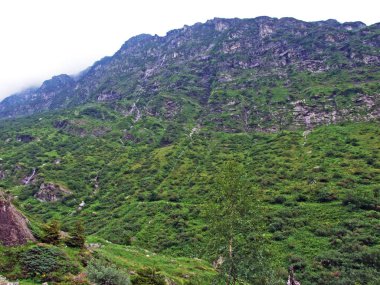 Maderanertal Alpine vadisindeki ağaçlar ve karışık ormanlar-Uri Kantonu, Isviçre