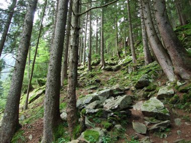 Maderanertal Alpine vadisinde ağaçlar ve dökmeyen ormanlar-Uri Kantonu, Isviçre
