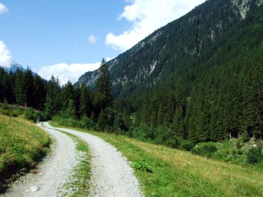 Maderanertal Alpine vadisinde ağaçlar ve dökmeyen ormanlar-Uri Kantonu, Isviçre