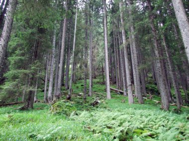 Maderanertal Alpine vadisinde ağaçlar ve dökmeyen ormanlar-Uri Kantonu, Isviçre