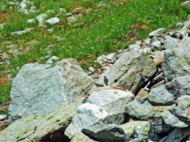 Maderanertal Alpine vadisindeki taşlar ve kayalar-Uri Kantonu, Isviçre