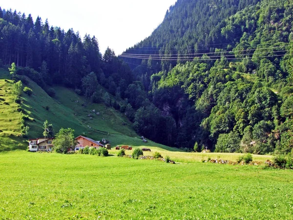 Almen Und Wiesen Maderanertaler Alpental Kanton Uri Schweiz — Stockfoto