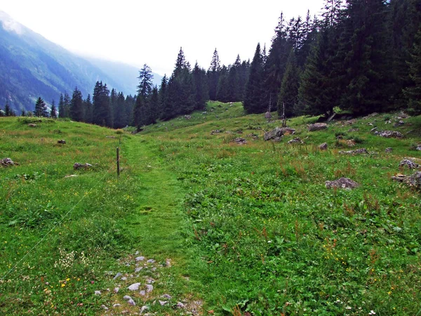 Pastos Alpinos Prados Valle Alpino Maderanertal Cantón Uri Suiza — Foto de Stock