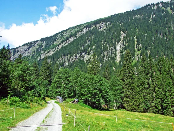 Arbres Forêts Mixtes Dans Vallée Alpine Maderanertal Canton Uri Suisse — Photo