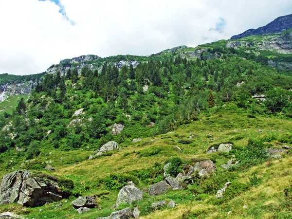 Alberi Boschi Misti Nella Valle Alpina Della Maderanertal Canton Uri — Foto Stock