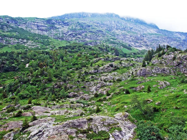 Bäume Und Mischwälder Maderanertaler Alpental Kanton Uri Schweiz — Stockfoto