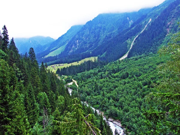 Trees Mixed Forests Maderanertal Alpine Valley Canton Uri Switzerland — Stock Photo, Image