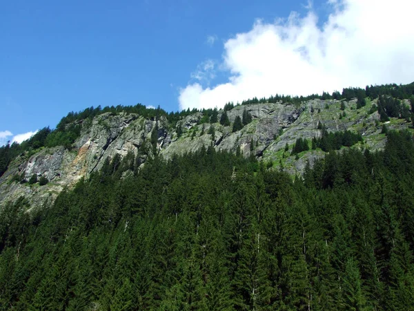 Árboles Bosques Siempreverdes Valle Alpino Maderanertal Cantón Uri Suiza —  Fotos de Stock