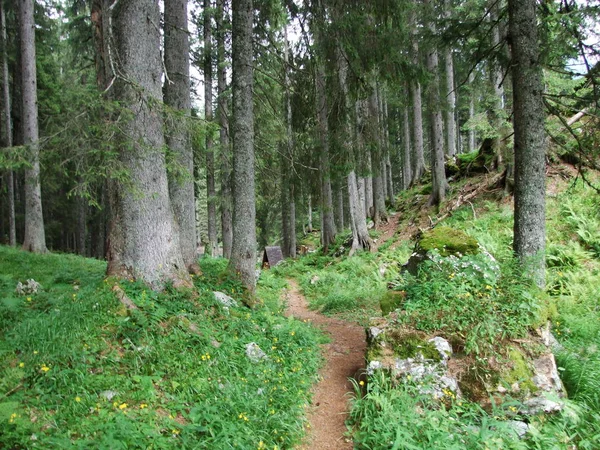 Árboles Bosques Siempreverdes Valle Alpino Maderanertal Cantón Uri Suiza —  Fotos de Stock