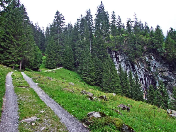 Träd Och Vinter Gröna Skogar Maderanertal Alpina Dalen Canton Uri — Stockfoto