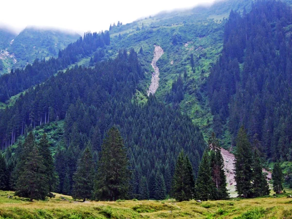 Trees Evergreen Forests Maderanertal Alpine Valley Canton Uri Switzerland — Stock Photo, Image