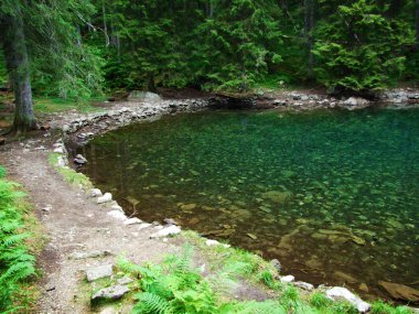 Ormanda küçük bir dağ gölü Butzlisseli-Uri Kantonu, Isviçre