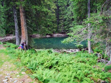Ormanda küçük bir dağ gölü Butzlisseli-Uri Kantonu, Isviçre
