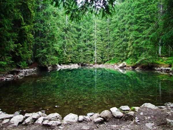 Ormanda küçük bir dağ gölü Butzlisseli-Uri Kantonu, Isviçre