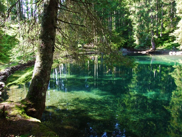 Ormanda küçük bir dağ gölü Butzlisseli-Uri Kantonu, Isviçre