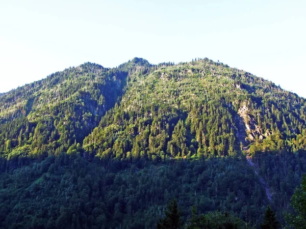 Дерева Мішаних Лісах Схилах Гірського Хребта Glarus Альп Гларус Швейцарія — стокове фото