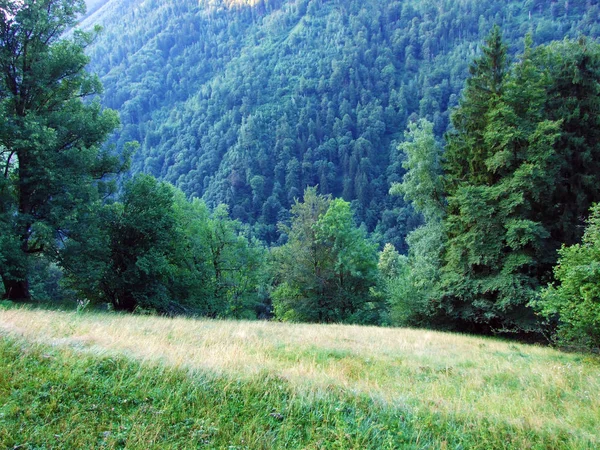 Árvores Florestas Mistas Nas Encostas Cordilheira Glarus Alps Cantão Glarus — Fotografia de Stock