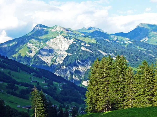 Stromy Jehličnaté Lesy Svazích Pohoří Glarus Alpy Kanton Glarus Švýcarsko — Stock fotografie