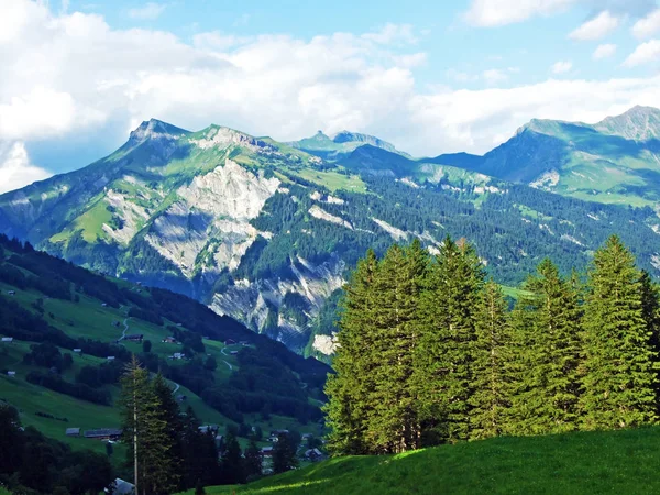 Alberi Boschi Sempreverdi Sulle Pendici Della Catena Montuosa Glarus Alps — Foto Stock