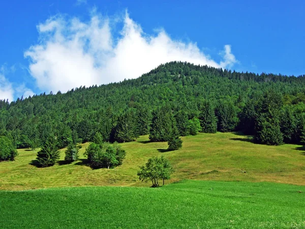 塞恩夫塔尔山谷中的阿尔卑斯山牧场和草地 乌里州 — 图库照片