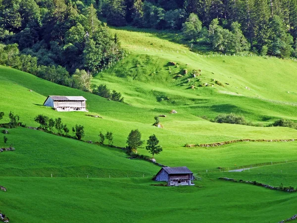 Alpina Betesmarker Och Ängar Sernftal Dalen Canton Uri Schweiz — Stockfoto