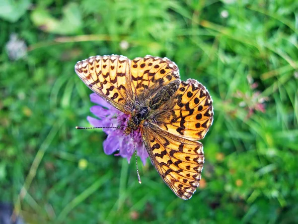 Motyl Fritillary Argynnis Paphia Lub Der Kaisermantel Oder Silberstrich Schmetterling — Zdjęcie stockowe