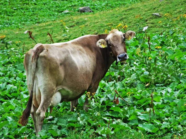 Sernftal Alpesi Völgy Lejtőin Lévő Tehenek Glarus Kanton Svájc — Stock Fotó