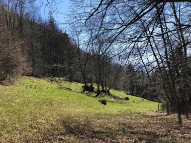 Bahar otlak ve çayır Mount Rigi - Canton, Lucerne, İsviçre (Kanton Luzern, Schweiz eteklerinde)