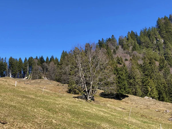 Pâturages Printaniers Prairies Sur Les Pentes Mont Rigi Canton Lucerne — Photo