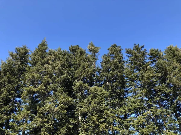 Nadelbäume Den Hängen Des Rigi Berges Und Über Dem Vierwaldstättersee — Stockfoto
