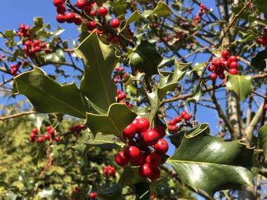 Holly, ortak holly, İngilizce holly, Avrupa holly veya zaman zaman Noel holly (Ilex aquifolium), Europaische Stechpalme, Gewohnliche Stechpalme oder Hulse ölmek