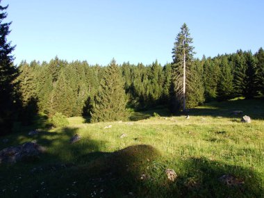 Ağaçlar ve Alviergruppe dağ silsilesi - Canton St. Gallen, İsviçre eteklerinde herdem yeşil ormanlar