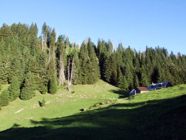 Ağaçlar ve Alviergruppe dağ silsilesi - Canton St. Gallen, İsviçre eteklerinde herdem yeşil ormanlar