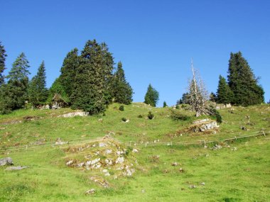Ağaçlar ve Alviergruppe dağ silsilesi - Canton St. Gallen, İsviçre eteklerinde herdem yeşil ormanlar