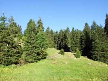 Ağaçlar ve Alviergruppe dağ silsilesi - Canton St. Gallen, İsviçre eteklerinde herdem yeşil ormanlar
