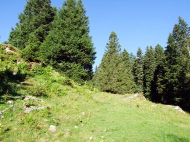 Ağaçlar ve Alviergruppe dağ silsilesi - Canton St. Gallen, İsviçre eteklerinde herdem yeşil ormanlar