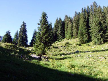Ağaçlar ve Alviergruppe dağ silsilesi - Canton St. Gallen, İsviçre eteklerinde herdem yeşil ormanlar